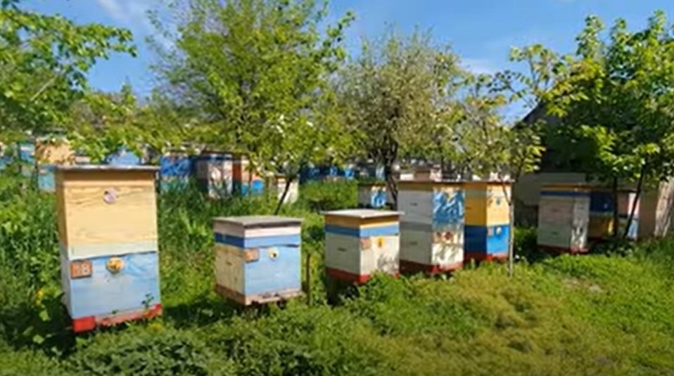Пасіка «Медове джерело» у селі Зміївка на Луганщині