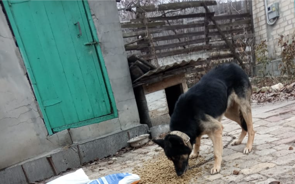 Собака в окупації
